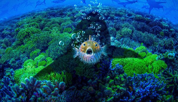 Tydzień z rekinami. Shark Week 2019 - tak dobry, że aż strach!